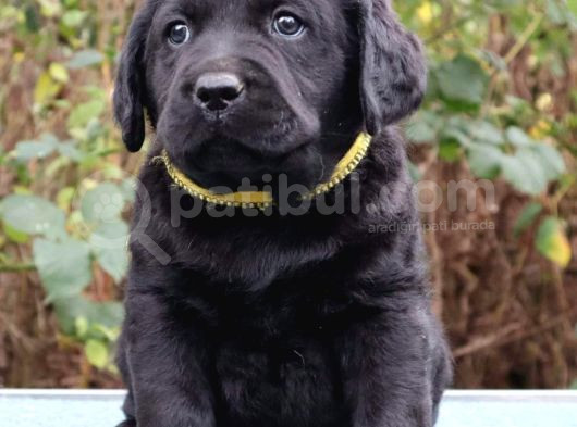 Labrador Retriever Bebeklerimiz Sizleri Bekliyor görsel