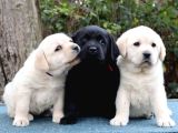 Labrador Retriever Bebeklerimiz Sizleri Bekliyor