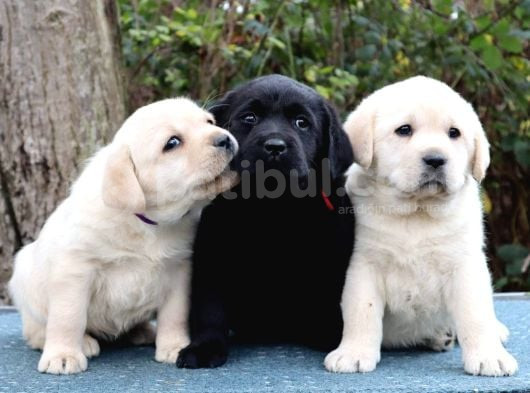 Labrador Retriever Bebeklerimiz Sizleri Bekliyor görsel
