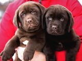 Labrador Retriever Bebeklerimiz Sizleri Bekliyor