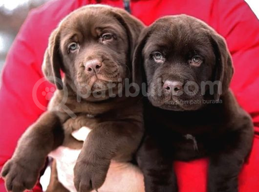 Labrador Retriever Bebeklerimiz Sizleri Bekliyor görsel