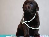 Labrador Retriever Bebeklerimiz Sizleri Bekliyor