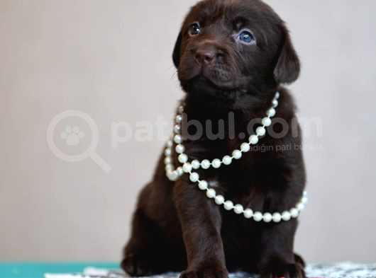 Labrador Retriever Bebeklerimiz Sizleri Bekliyor görsel