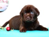 Labrador Retriever Bebeklerimiz Sizleri Bekliyor