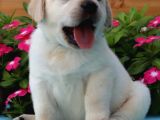 Labrador Retriever Bebeklerimiz Sizleri Bekliyor