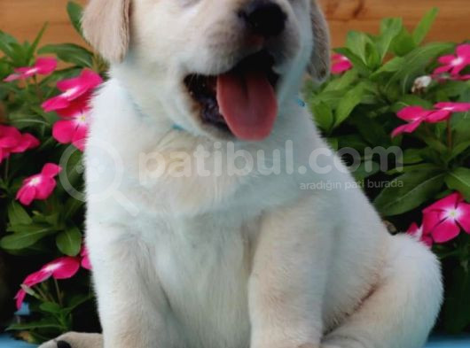 Labrador Retriever Bebeklerimiz Sizleri Bekliyor görsel