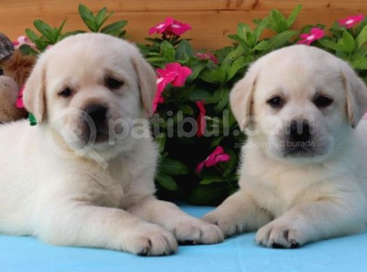 Labrador Retriever Bebeklerimiz Sizleri Bekliyor görsel