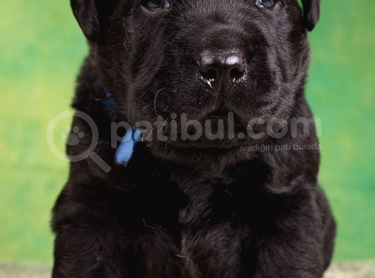 Labrador Retriever Bebeklerimiz Sizleri Bekliyor görsel