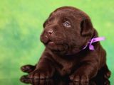 Labrador Retriever Bebeklerimiz Sizleri Bekliyor