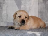 Labrador Retriever Bebeklerimiz Sizleri Bekliyor