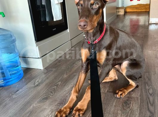 4 Aylik Doberman Diş Yavrum Ve Büyük Köpek Kafesi görsel