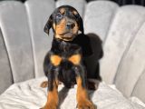 Üst Sınıf Doberman Yavrular Estetikli Ve Estetik Siz