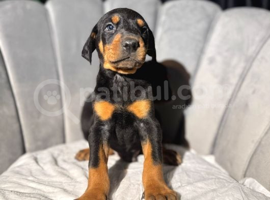 Üst Sınıf Doberman Yavrular Estetikli Ve Estetik Siz görsel