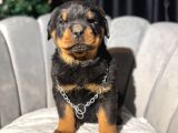 İri dişi safkan Rottweiler yavrular