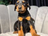 Üst sınıf doberman yavrular estetikli ve estetik siz