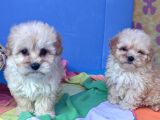 Anne Baba Gerçek Malti̇poo Yavrular