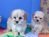 ANNE BABA GERÇEK MALTİPOO YAVRULAR