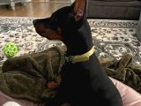 Önünde Düğme İli̇kletecek Doberman