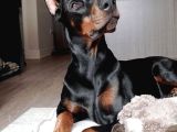 ÖNÜNDE DÜĞME İLİKLETECEK DOBERMAN