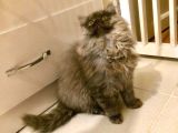 Asil Ve Özel British Shorthair Yavrusu