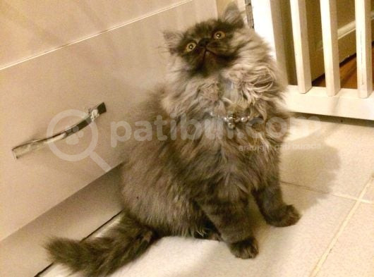 Asil Ve Özel British Shorthair Yavrusu