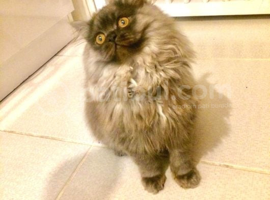 Asil Ve Özel British Shorthair Yavrusu görsel