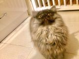 Asil Ve Özel British Shorthair Yavrusu