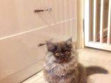 Asil Ve Özel British Shorthair Yavrusu