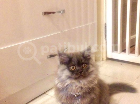 Asil Ve Özel British Shorthair Yavrusu görsel