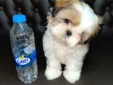 Shihtzu Tzu Yavrular Hazir