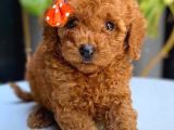 Poodle Bebekler Hazir