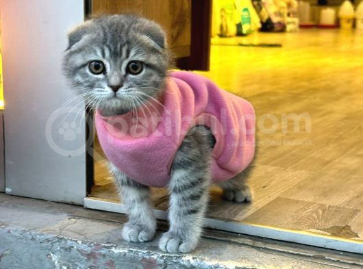 Scotti̇sh Fold Bebekler görsel