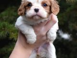 Ki̇ng Yavrular Hazir