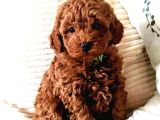 Orji̇nel Kan Hatti Toy Poodle