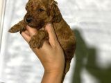Rezerveye Açık Toy Poodle Bebeğim