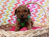 Eşsiz Güzellikteki Toy Poodle Yavrularımız