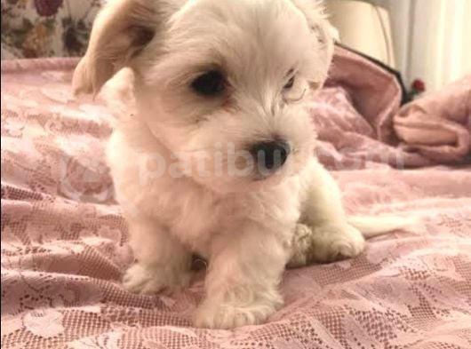 Teacup Maltese Terrier Bebekler görsel