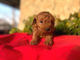 Sağlık Irk Garantili Toy Poodle