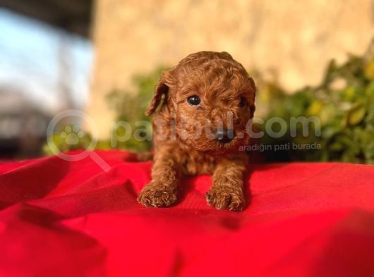 Sağlık Irk Garantili Toy Poodle görsel