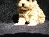 Mini Maltipo Yavrular