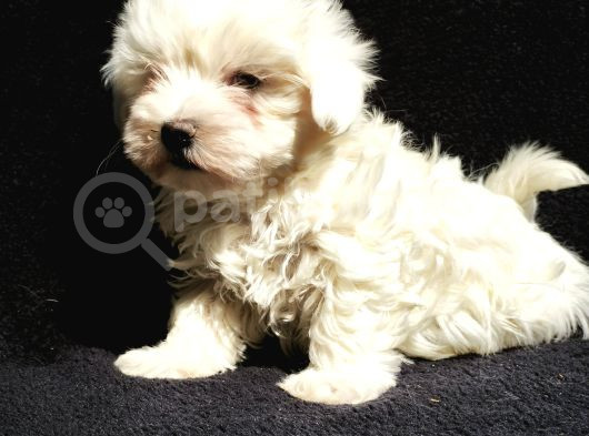 Mini Boy Maltese Yavrular görsel