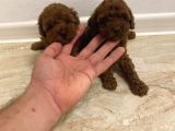 Safkan Irk Garanti̇li̇ Erkek Di̇şi̇ Poodle Bebekler