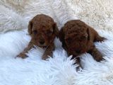 sAFKAN IRK GARANTİLİ ERKEK DİŞİ POODLE BEBEKLER
