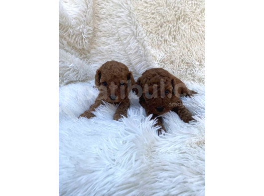 Safkan Irk Garanti̇li̇ Erkek Di̇şi̇ Poodle Bebekler