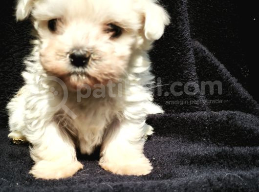 Mini Boy Maltese Yavrular görsel