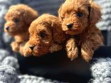 Her Bütçeye Uygun Erkek Di̇şi̇ Poodle Yavrular İçi̇n Arayiniz