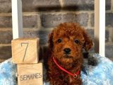 ANATOMİ HARİKASI TOY POODLE BEBEKLERİM