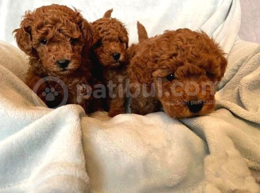 Bebek Yüzlü Toy Poodle Bebek görsel
