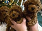 BEBEK YÜZLÜ TOY POODLE BEBEK