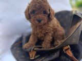 GÜZELLER GÜZELİ POODLE BEBEKLER İÇİN ARAYINIZ